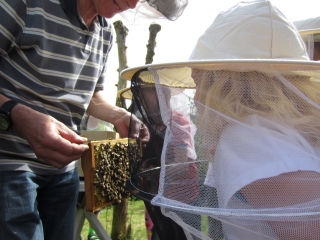 Bienenlehrpfad in Berge - als außerschulischer Lernort